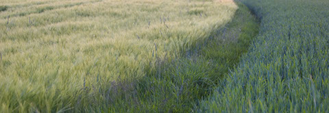 Fields of Vilseck, Germany - Mark Dodge