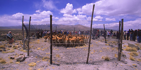 Vicuña Corral - Mark Dodge